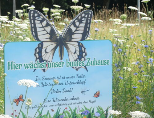 Insekten fördern und Energie sparen in Bad Mitterndorf