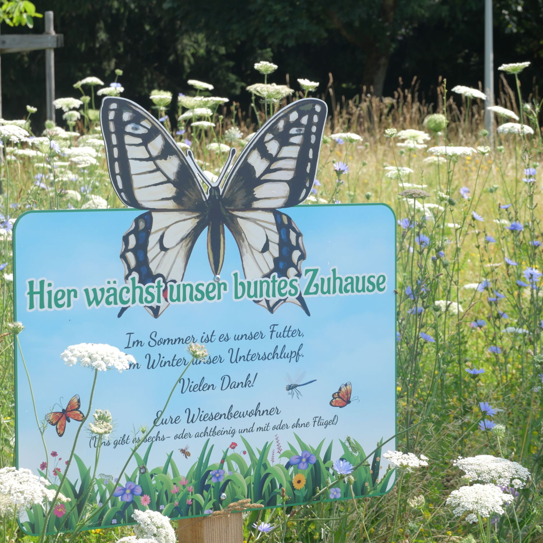 Blühflächen in Bad Mitterndorf © Karin Hochegger