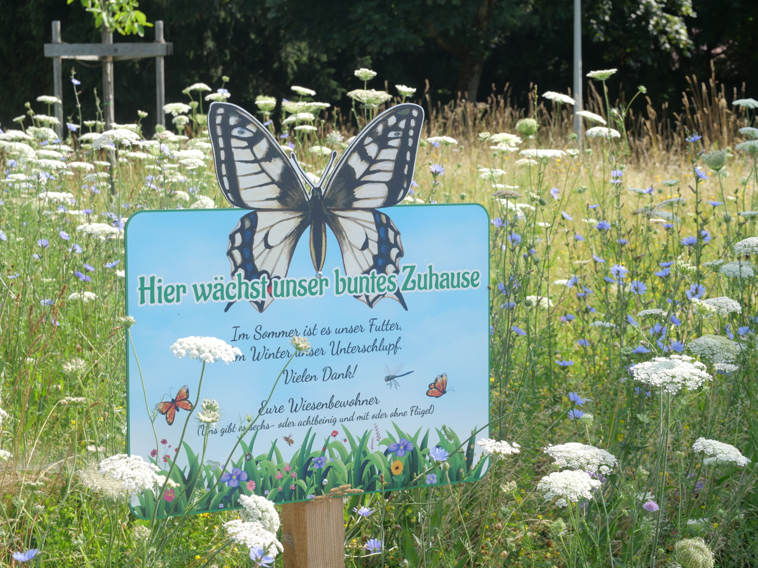 Blühflächen in Bad Mitterndorf © Karin Hochegger